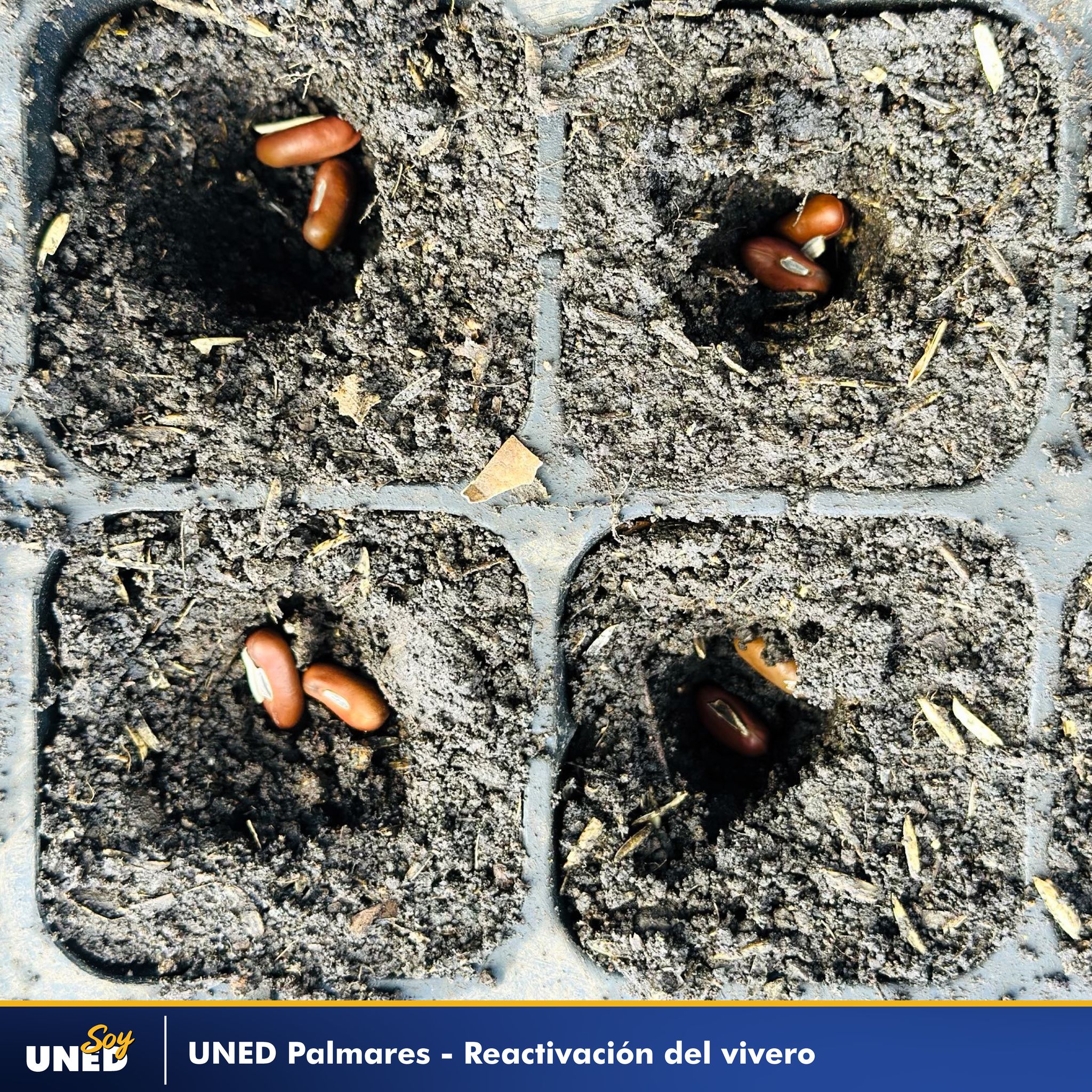 023 Reactivación de Vivero Grupo Recreativo Áretz