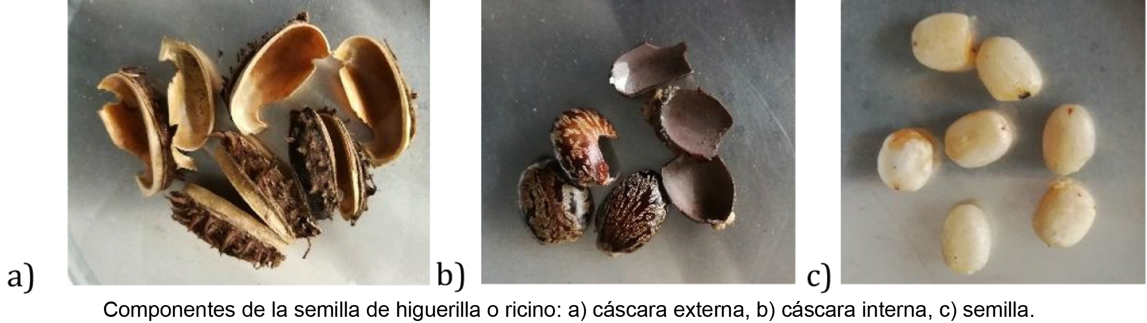 JRY 2019 aceite higuerilla 2a