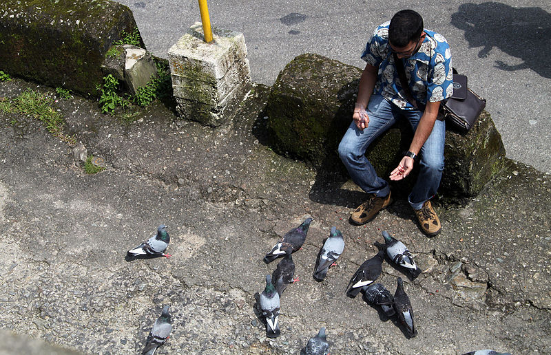 Joven alimentando palomas de Castilla (Créditos: Flowcomm)