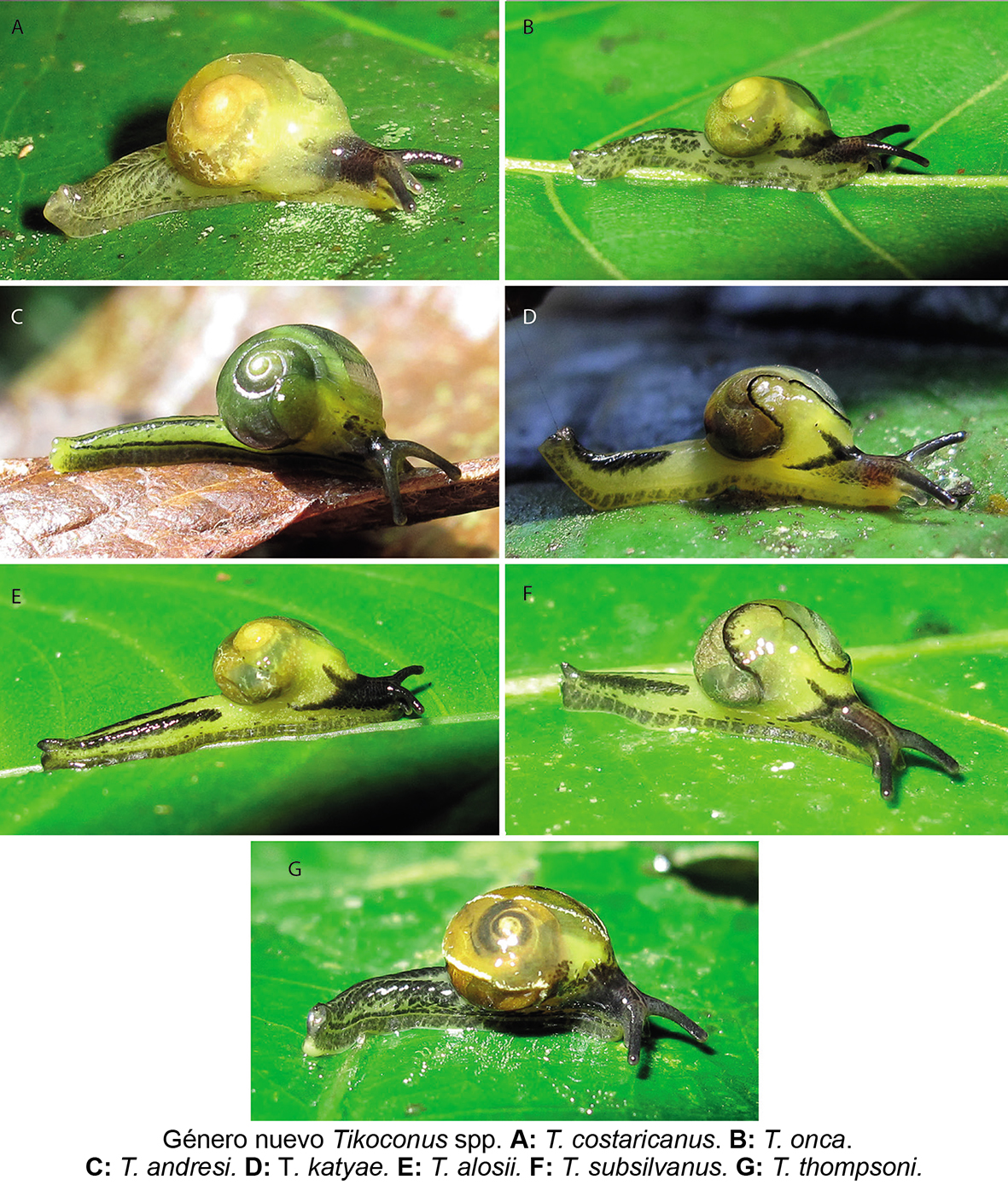 ZBL 2019 tikoconus descripción 150