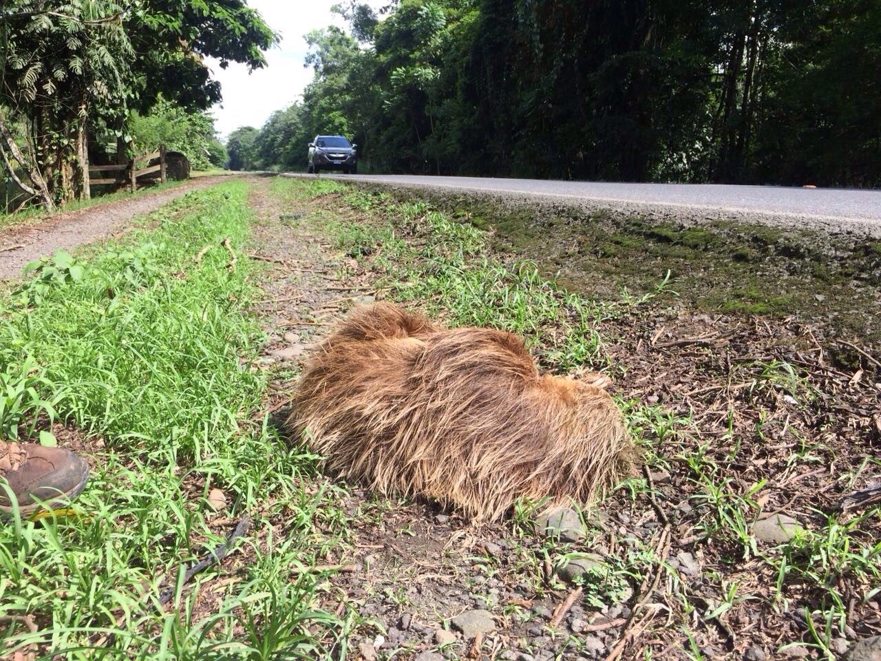 Oso perezoso atropellado (Fotografía de: Adolfo Artavia)