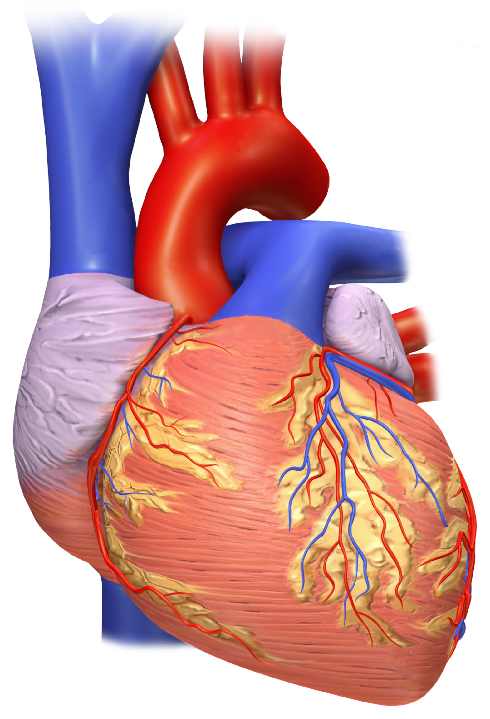 Front view of a human heart Vista frontal de un corazón humano