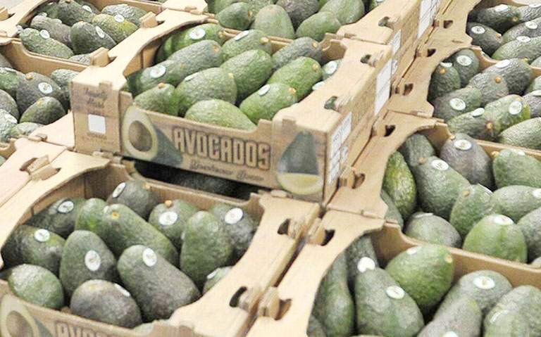 aguacate en cajas copia